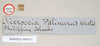 CollectionObject 1560550; NHMUK(SF IMPORT DUPLICATE) 845077, f306f22f-4091-40f0-8961-26225621a3ad: copyright Natural History Museum, London. female, data labels (holotype). (CollectionObject).