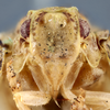 Head on Dascalia sinuatipennis (Stål, 1859): (Observation).