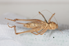 CollectionObject 1475709; bced1609-a909-4c85-a40e-1e5e2a1ef9df: Female, ventral view (syntype). (CollectionObject).