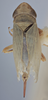 Habitus, dorsal view on Athysanella (Pedumella) recurvata (Osborn, 1930): Dorsal - immature. (Observation).
