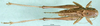 CollectionObject 1502670; a7adf959-8b03-45bb-9e76-9c648fdcc93c: male, dorsal view (paratype). (CollectionObject).