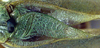 CollectionObject 1517352; b4e7e47c-6a89-47d1-88f5-2d63b2829726: male stridulatory area (holotype). (CollectionObject).