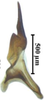 Stylus: (Observation).