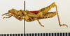 CollectionObject 1518485; 683f7a41-be90-4e29-9be8-ac65caf5c0d0: male, lateral view (holotype). (CollectionObject).