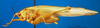 CollectionObject 1500512; a5ab3fed-2e5d-4c43-a101-6c0919bca04b, DORSA BTcatgutHTM: male, lateral view (holotype). (CollectionObject).