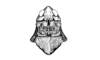 Aucacris eumera Hebard, 1929: Fig. 2. female, head and pronotum, dorsal view. (Otu).