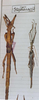 CollectionObject 1562535; cacac3cc-e0dc-4dec-848b-15ac244fa235: copyright MHNG, Geneva. female and male (syntypes). (CollectionObject).;CollectionObject 1562536; f14d9829-2966-4574-b300-889fa15e6640: copyright MHNG, Geneva. female and male (syntypes). (CollectionObject).