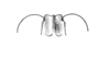 Morphopoides coriaceum Rehn, 1930: Pl. 3, Fig. 2 (after type). female fastigium. (Otu).