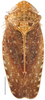 Habitus, dorsal view: Phelpsius intricatus, dorsal habitus (INHS). (Observation).