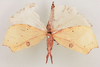 CollectionObject 1518326; 581ace6c-0fe9-43c1-b086-0ffbdba04763, NHMUK015982081: female, dorsal view (lectotype). (CollectionObject).