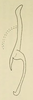 Stylus on Chinchinota styx Kramer, 1967: Male holotype [USNM]: style, lateral view. (Observation).