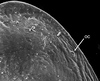 Head: !! display not done !! on Clorindaia cyphora Blocker & Fang, 1992: detail of crown, oc=ocellus. (Observation).