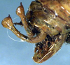 CollectionObject 1517340; 87e5fc8e-a69e-4eac-b1d3-21482386d06c: male cerci (holotype of Phrixa hoegei). (CollectionObject).
