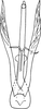 Aedeagus, ventral view: !! display not done !! on Ribautiana ognevi (Zakhvatkin, 1948): Aedeagus, ventral view (Poland). (Observation).