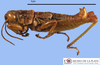 CollectionObject 1513711; f9e1075f-4dcf-486d-a6d2-59a14e256abc: male, lateral view (paratype). (CollectionObject).