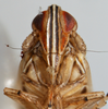 Head: !! display not done !! on Stenocranus (Codex) dorsalis (Fitch, 1851): (Observation).