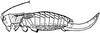 Geonotus vittatus (Brunner von Wattenwyl, 1895): female. (Otu).