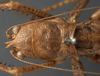 CollectionObject 1506488; 4cff3d33-6c1d-45f7-b4a4-83cf9779bd89: female pronotum, dorsal view (syntype). (CollectionObject).