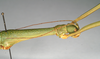 CollectionObject 1561006; 1d6efdb3-a308-4398-98ec-401eaa746619: copyright MIZ, Warsaw. female: head and thorax, lateral view of synonym Periphetes sangirensis (syntype). (CollectionObject).
