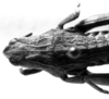 CollectionObject 1506637; 983b312e-5917-443e-a539-f60588f21157: Image Carbonell, C.S. female head and pronotum, dorsal view (syntype or lectoallotype). (CollectionObject).
