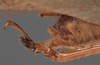 CollectionObject 1475670; f7604f8b-c67e-4af9-98e1-d2d75a7d7fb1: male abdomen tip, lateral view (syntype). (CollectionObject).