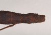 CollectionObject 1560146; b9ecc75e-5989-4ebf-8a39-ca595776ac77: copyright Natural History Museum, London. female: end of abdomen, dorsal view (paratype). (CollectionObject).;CollectionObject 1560147; 54bfe3af-922c-433d-be67-3aa34f21aaab: copyright Natural History Museum, London. female: end of abdomen, dorsal view (paratype). (CollectionObject).