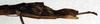 CollectionObject 1556919; 66293af7-6c1f-46e5-a1df-3410a32fda7f: copyright NMW. female: end of abdomen, lateral view (paralectotype). (CollectionObject).