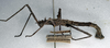 CollectionObject 1558172; 8948cf4d-207b-4e67-b86b-569924ea49cf: copyright NMW, Vienna. male, lateral view (syntype). (CollectionObject).;CollectionObject 1558173; 08870ce4-b04c-4543-a31f-b1409d0348f5: copyright NMW, Vienna. male, lateral view (syntype). (CollectionObject).