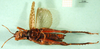 CollectionObject 1501494; fdfb6e0e-0ab3-4bb1-8a90-14cb65f83796: female, ventral view (syntype). (CollectionObject).