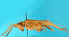 CollectionObject 1578132; b4e04049-d3cb-4fa5-aebc-b96192f00f81: male, lateral view. (CollectionObject).