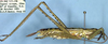 CollectionObject 1504048; 98f1fb9f-b710-4b37-abb8-83dec12e0179: male, lateral view (holotype). (CollectionObject).