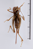 CollectionObject 1505607; b4773f29-a327-4516-94ff-1089d58ff827: female, ventral view (syntype). (CollectionObject).