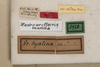 CollectionObject 1474980; e7c48550-8a08-4156-be09-8b3b23a7a429: female, labels (holotype). (CollectionObject).