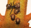 Anobilia Tode, 1966: _Anobilia_ sp., with ant. (Otu).