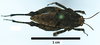 CollectionObject 1596106; c786dac7-e066-464f-bf49-2b840fa4c8f3: female (dorsal view) no type. (CollectionObject).