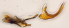 Aedeagus, lateral view: (Observation).