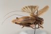 CollectionObject 1499257; 9a6304cb-6055-42a9-88a9-2e7db7602ae4: Male, dorsolateral view, right (holotype). (CollectionObject).