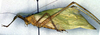 CollectionObject 1500498; ae7554a1-d52f-4b27-9f99-a0a4c860a665: male, lateral view (syntype). (CollectionObject).