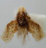 Habitus, dorsal view on Eualebra charlesi Dietrich, 2013: Habitus. (Observation).