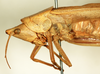 CollectionObject 1592229; 477c54c6-352a-401b-850c-1c84775f5905: male, lateral view. (CollectionObject).
