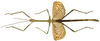 CollectionObject 1592946; 1d942ca2-e342-44c5-bfd3-c9858f6d8f48: copyright MNHN, Paris. male (paratype). (CollectionObject).
