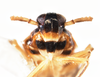 Head: !! display not done !! on Pissonotus guttatus Spooner, 1912: (Observation).