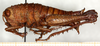 CollectionObject 1499631; c6973753-4634-4141-9904-371319541682: female, lateral view (allotype). (CollectionObject).