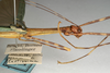 CollectionObject 1560606; NMW 1120, de7ff30c-262a-4c2d-8158-41b4764dea50: copyright NMW, Vienna. female: head and thorax, lateral view (lectotype). (CollectionObject).