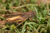 FieldOccurrence 428; ea00beb8-cc34-4894-974e-a1345df826f9; Tanzania
Kikafu Coffee Estate Kilimanjaro, 2014/12/??: male, lateral view. (FieldOccurrence).