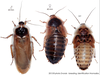 Blaptica dubia (Serville, 1838): Copyright Josef Dvorák. Blaptica dubia variety. (Otu).
