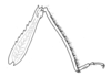 Socotrella monstrosa Popov, 1957: Fig.22. hind leg. (Otu).