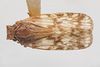 Habitus, dorsal view: !! display not done !! on Bothriocera maculata Caldwell, 1943: (Observation).