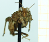 CollectionObject 1592103; 77abd781-428e-4687-90e9-39d5e195a420: female immat., frontal view. (CollectionObject).