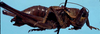 CollectionObject 1533168; b8009945-0ad8-4011-9ec6-692418b057d0: male, lateral view (holotype). (CollectionObject).